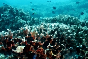 Tubbataha Reef